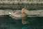 Enjoying My Pool, Los Gatos, California.JPG