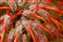 Protea Flower with Dew Santa Cruz, California.JPG