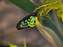 Cairns Birdwing, Australian Wildlife World.jpg