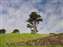 Lone Tree, Cheltenham Beach, New Zealand.JPG