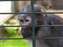 Rhesus Monkey Behind Bars.JPG